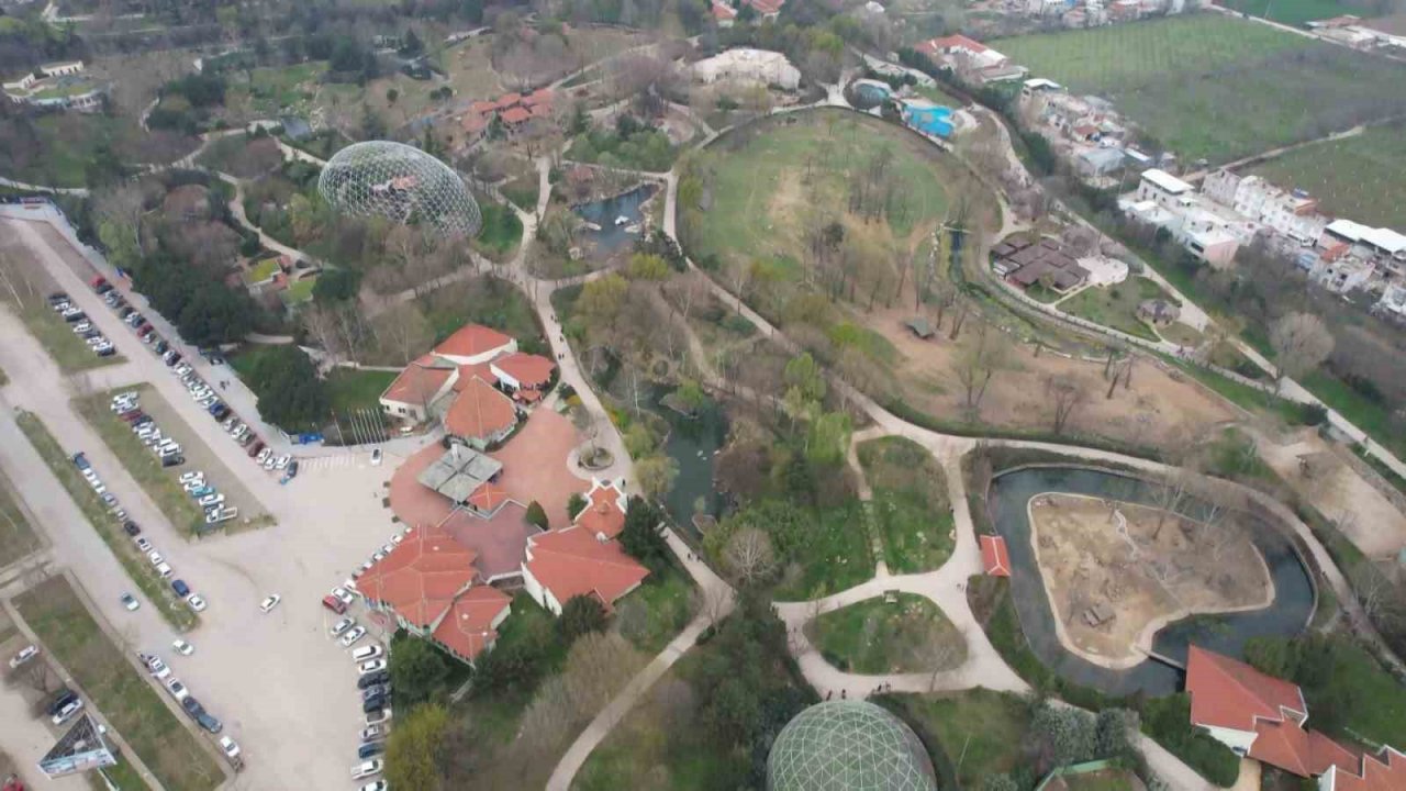 İlk defa dron gören minik aslanlar