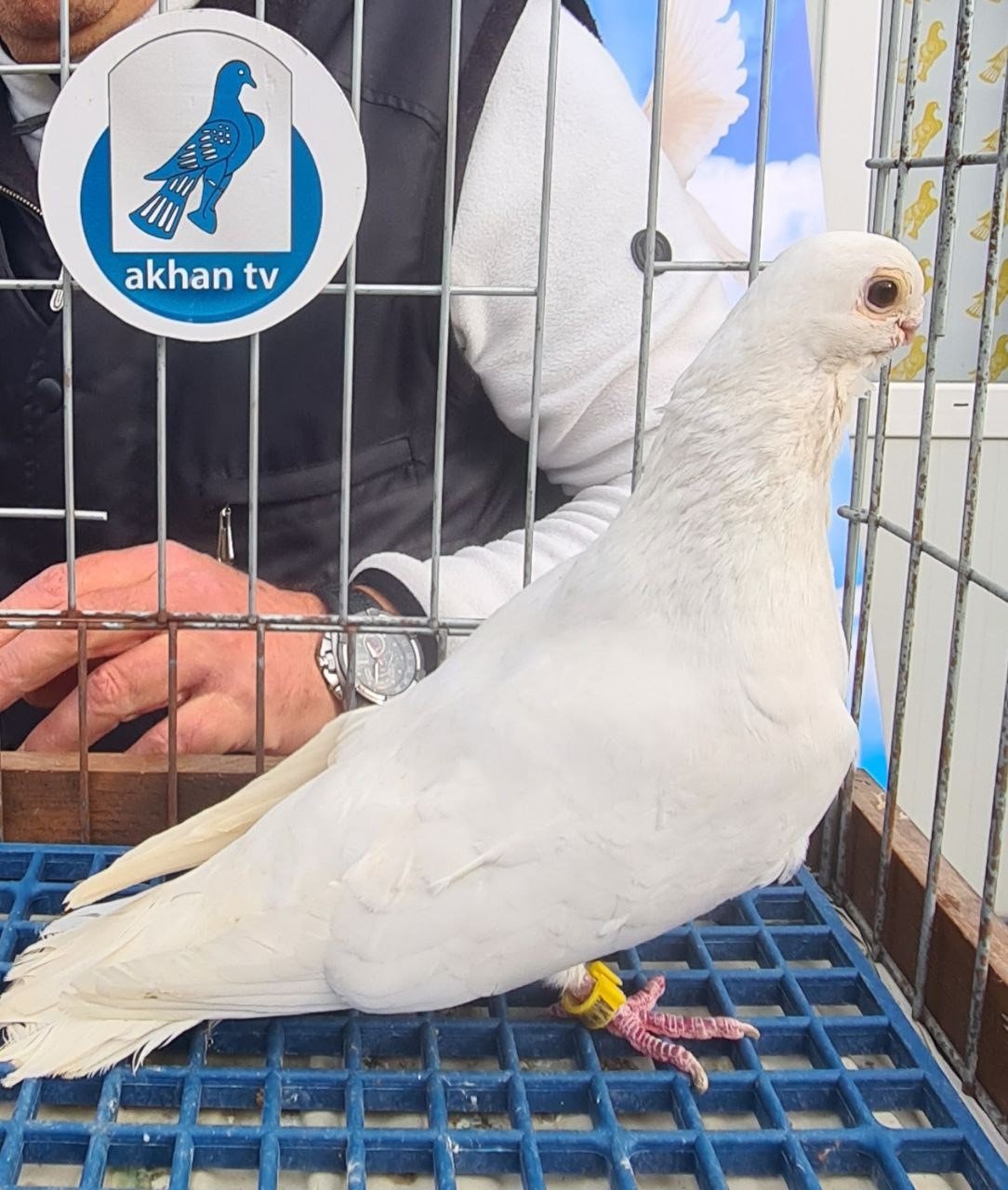 Azman güvercinleri güzelliğiyle yarıştı