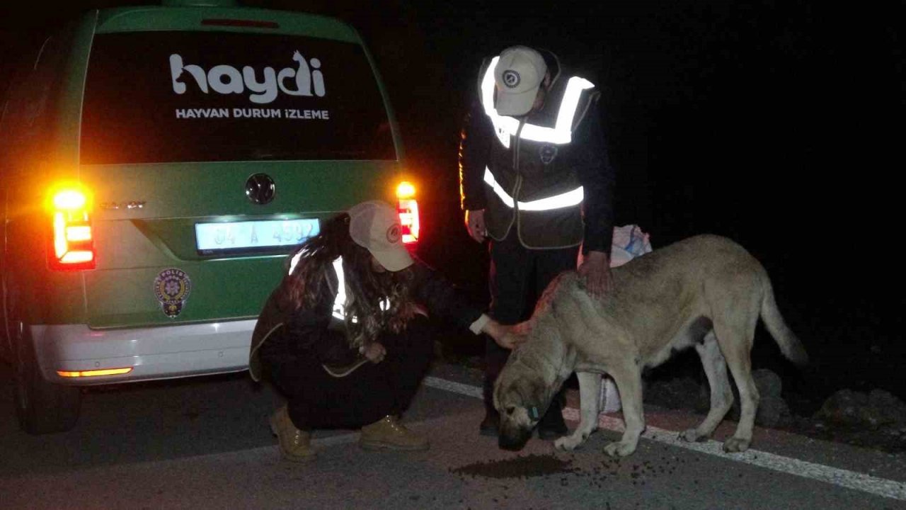 Deprem bölgesinden gelen ekipler, ayaklarının tozuyla sokak canlıları için sahaya indi