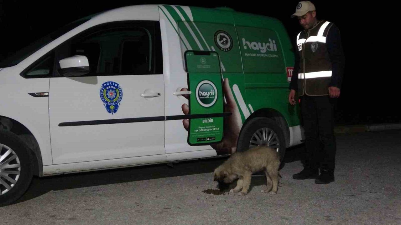 Deprem bölgesinden gelen ekipler, ayaklarının tozuyla sokak canlıları için sahaya indi