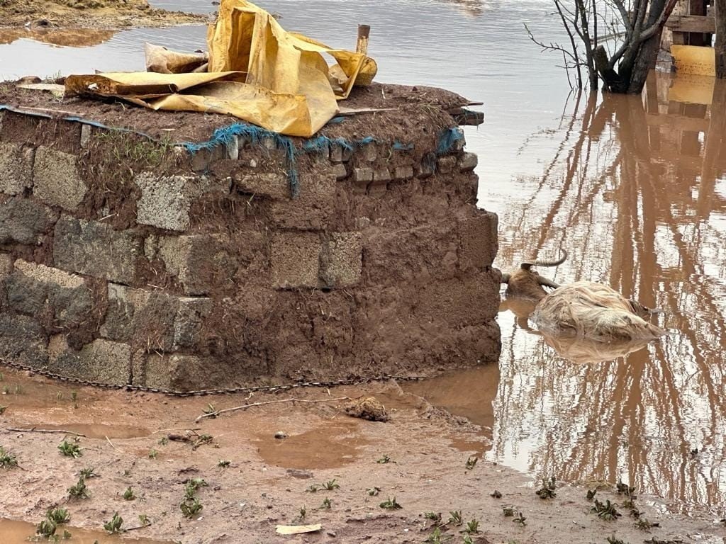 Elazığ’da sağanak yağışın vurduğu beldede hayvanlar telef oldu
