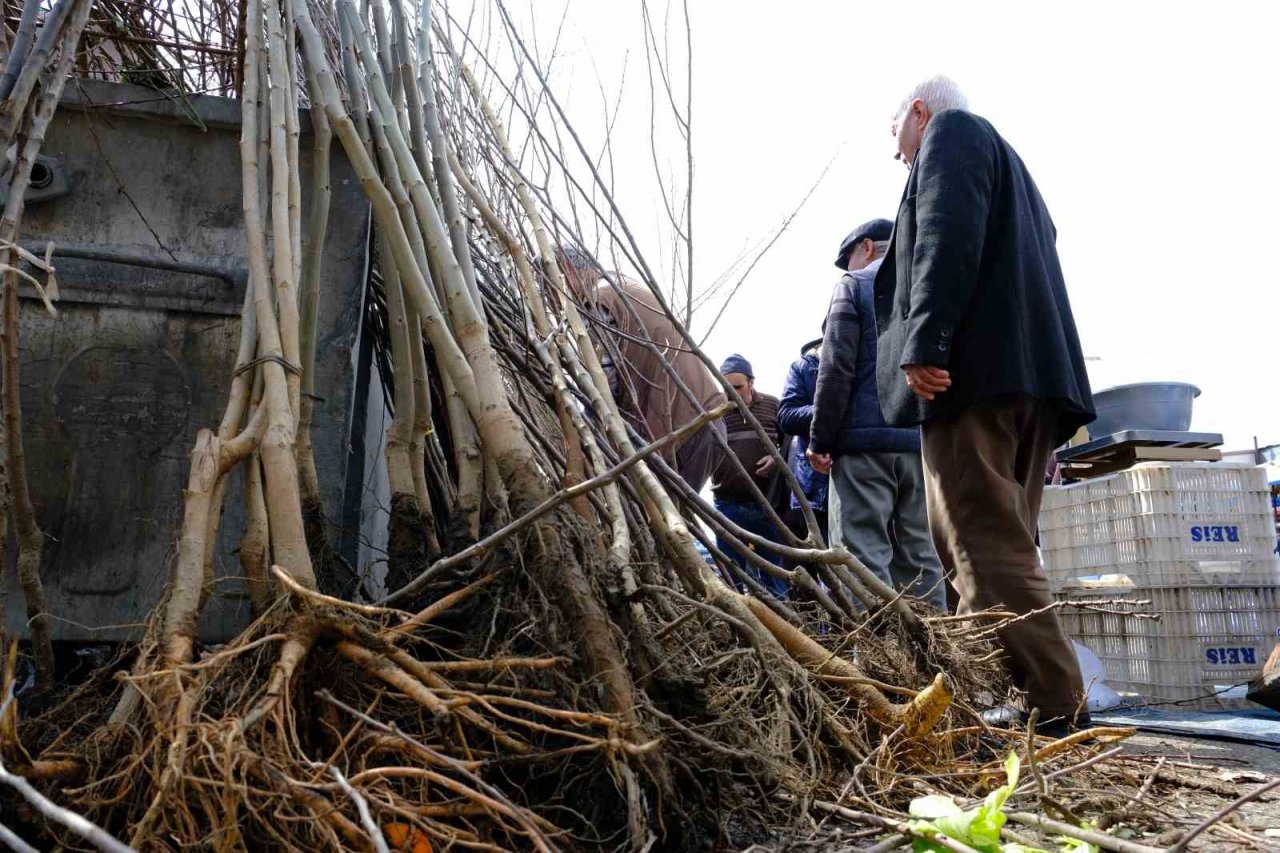 Erzincan’da meyve fidanı satışı başladı