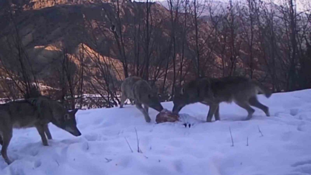Erzurum’da kurt sürüsü fotokapana yakalandı