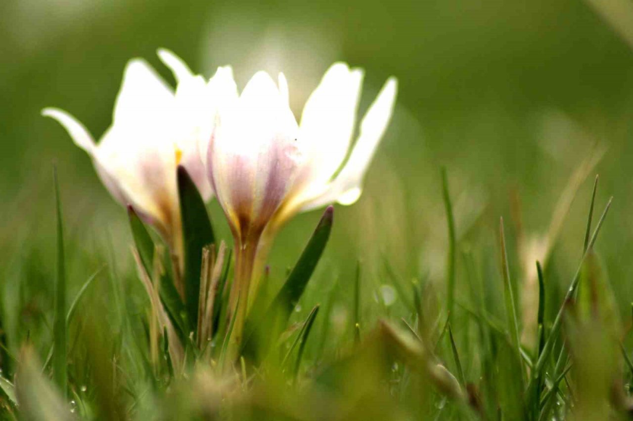 Ovayı beyaza bürüyen kardelenler arasında santur keyfi