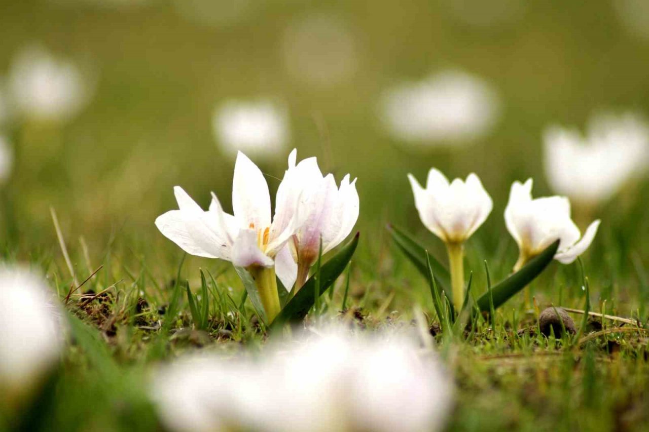 Ovayı beyaza bürüyen kardelenler arasında santur keyfi