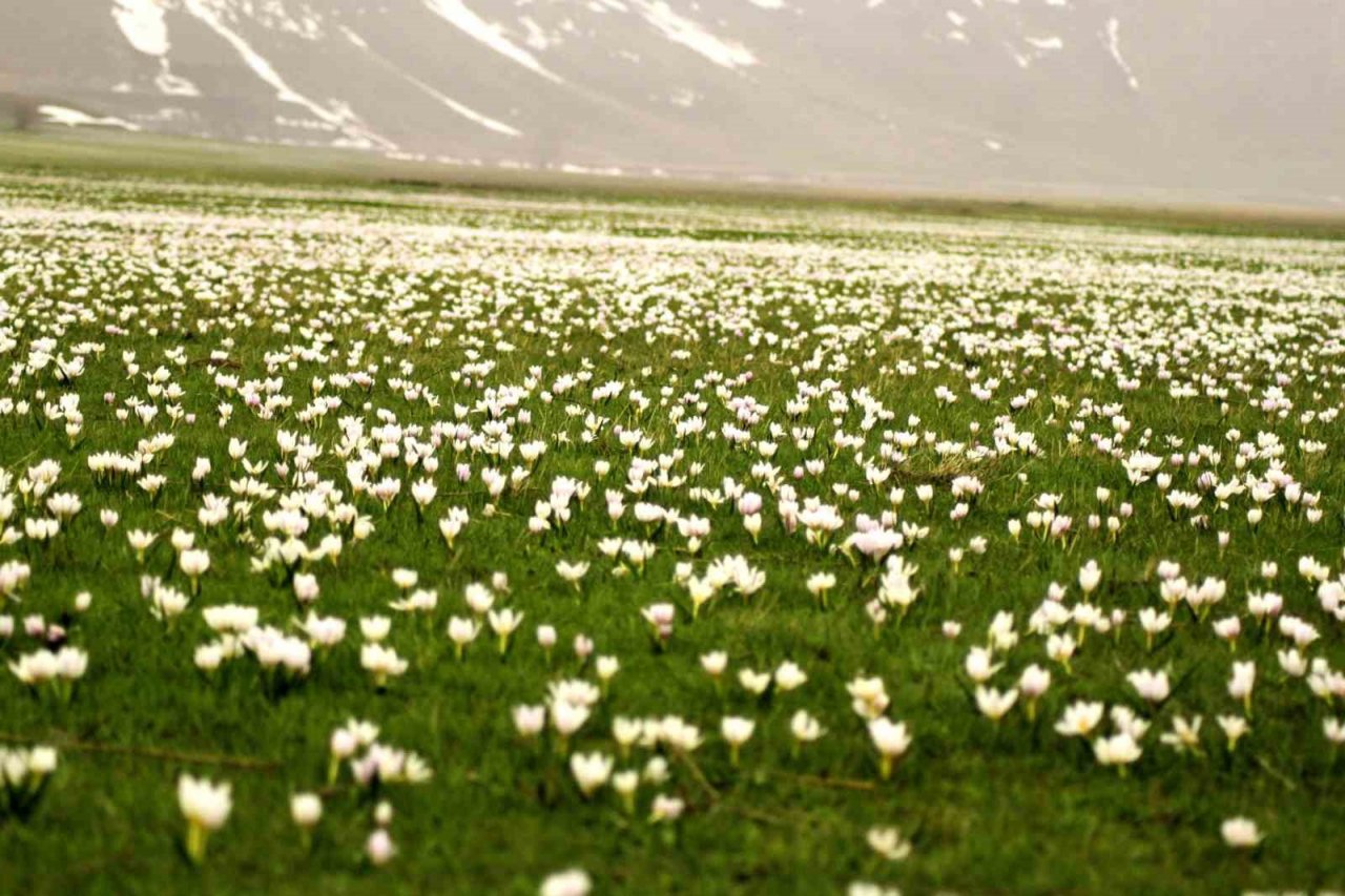 Ovayı beyaza bürüyen kardelenler arasında santur keyfi