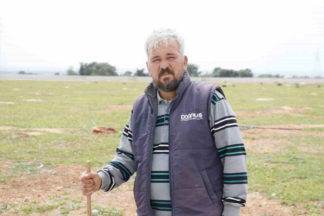 Aç kalan sokak köpekleri bir yılda 30 koyunu telef etti