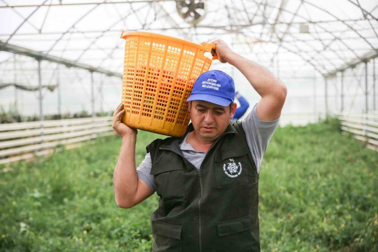 Aydın Büyükşehir Belediyesi bu yıl da ata tohumlarından sebze hasadına başladı
