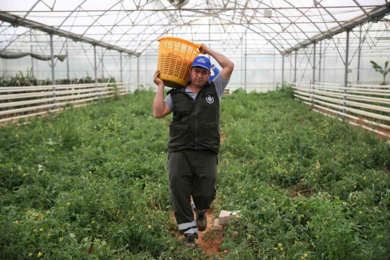 Aydın Büyükşehir Belediyesi bu yıl da ata tohumlarından sebze hasadına başladı