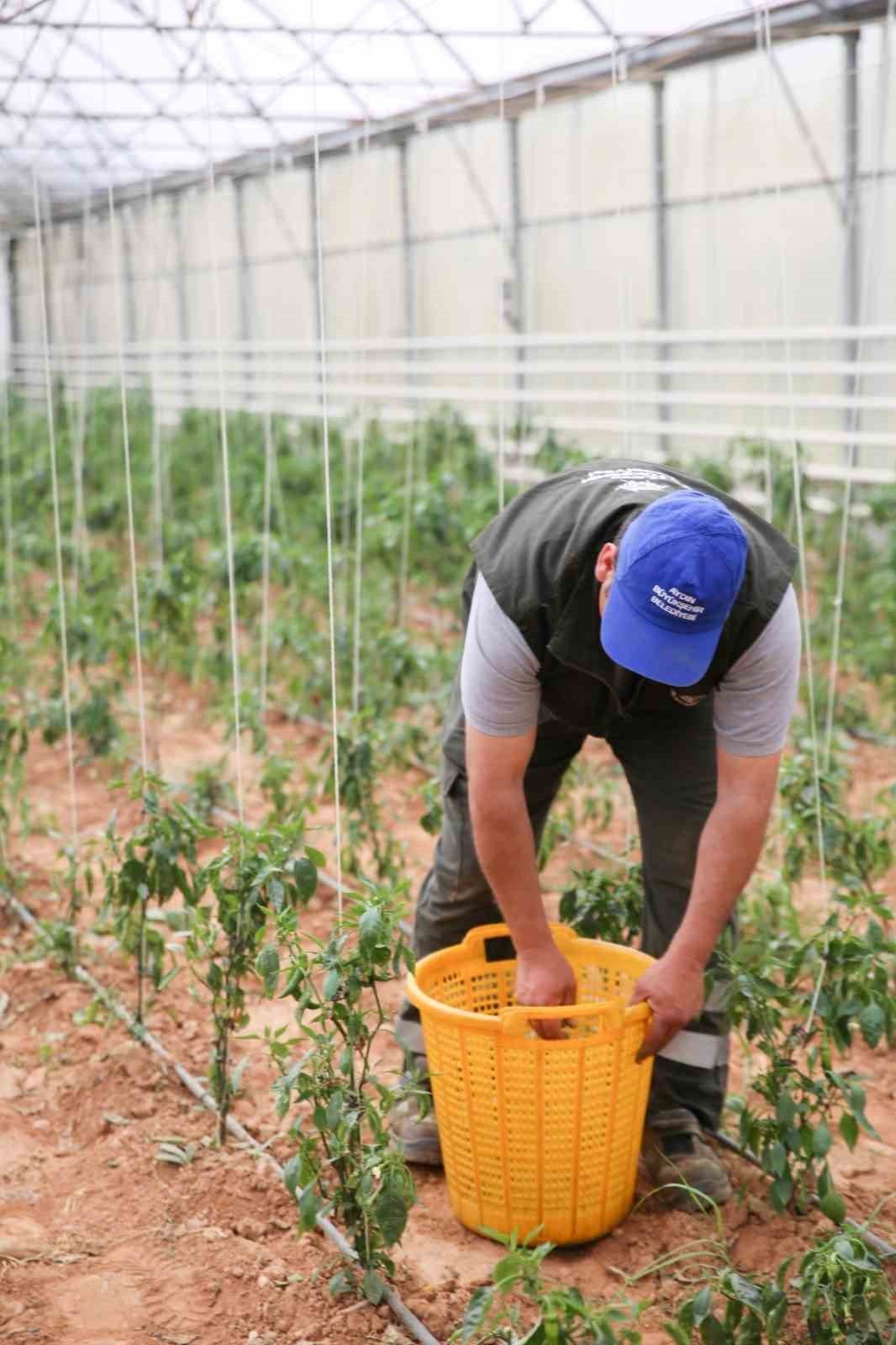 Aydın Büyükşehir Belediyesi bu yıl da ata tohumlarından sebze hasadına başladı