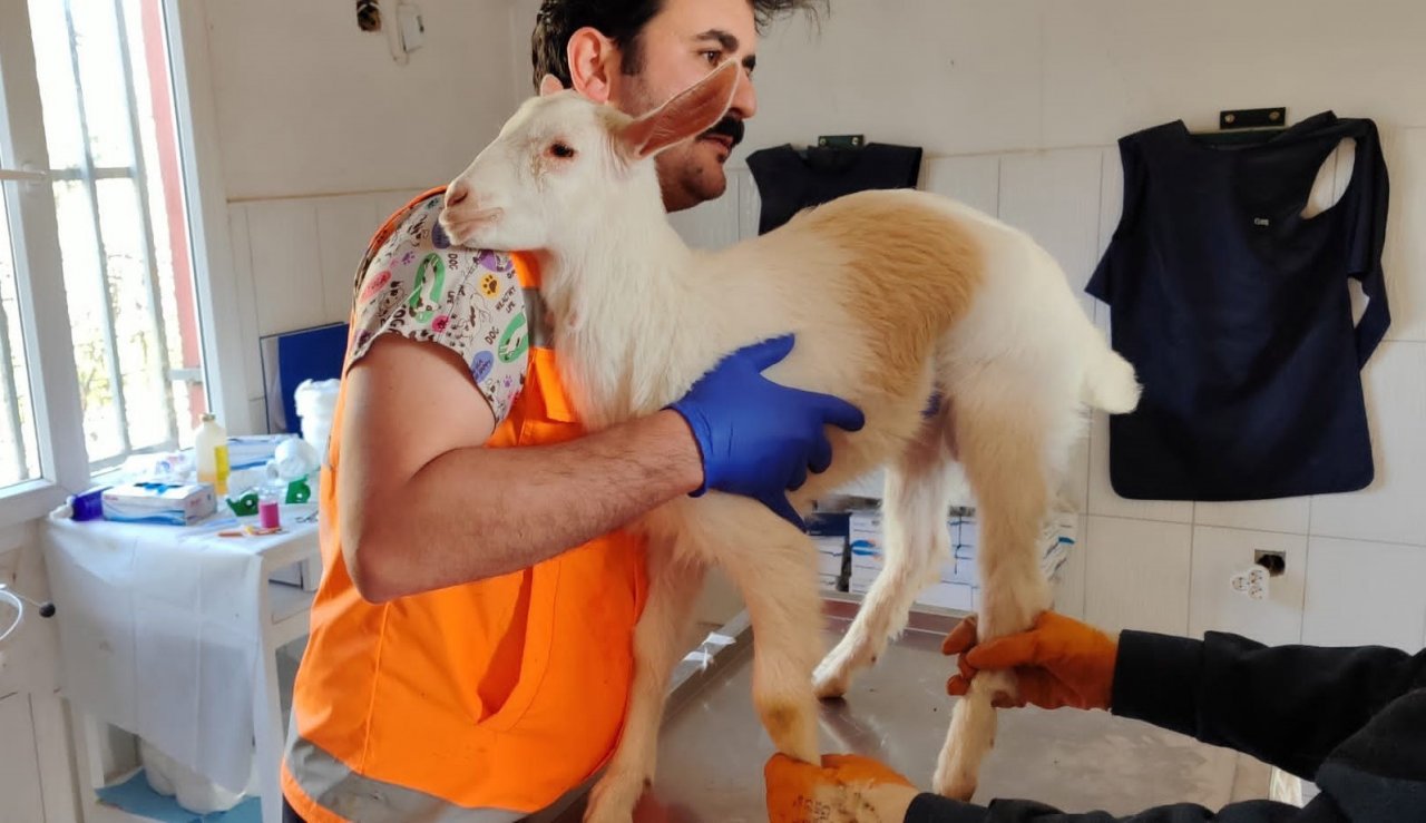 Keçiören Belediyesi binlerce afetzede canlıyı tedavi etti