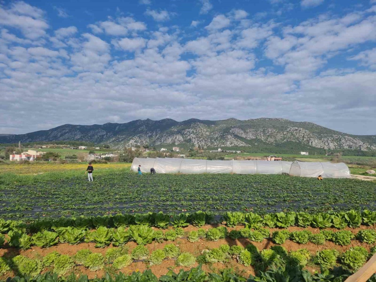 Suya kavuşan topraklarda üretim başladı