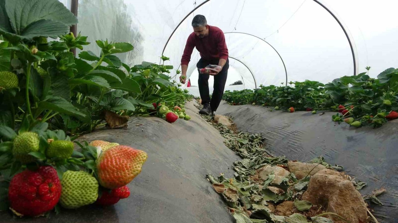 Suya kavuşan topraklarda üretim başladı