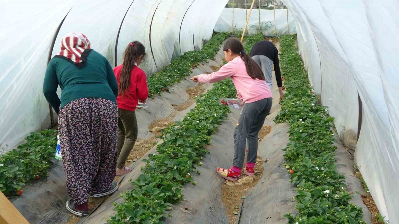 Suya kavuşan topraklarda üretim başladı