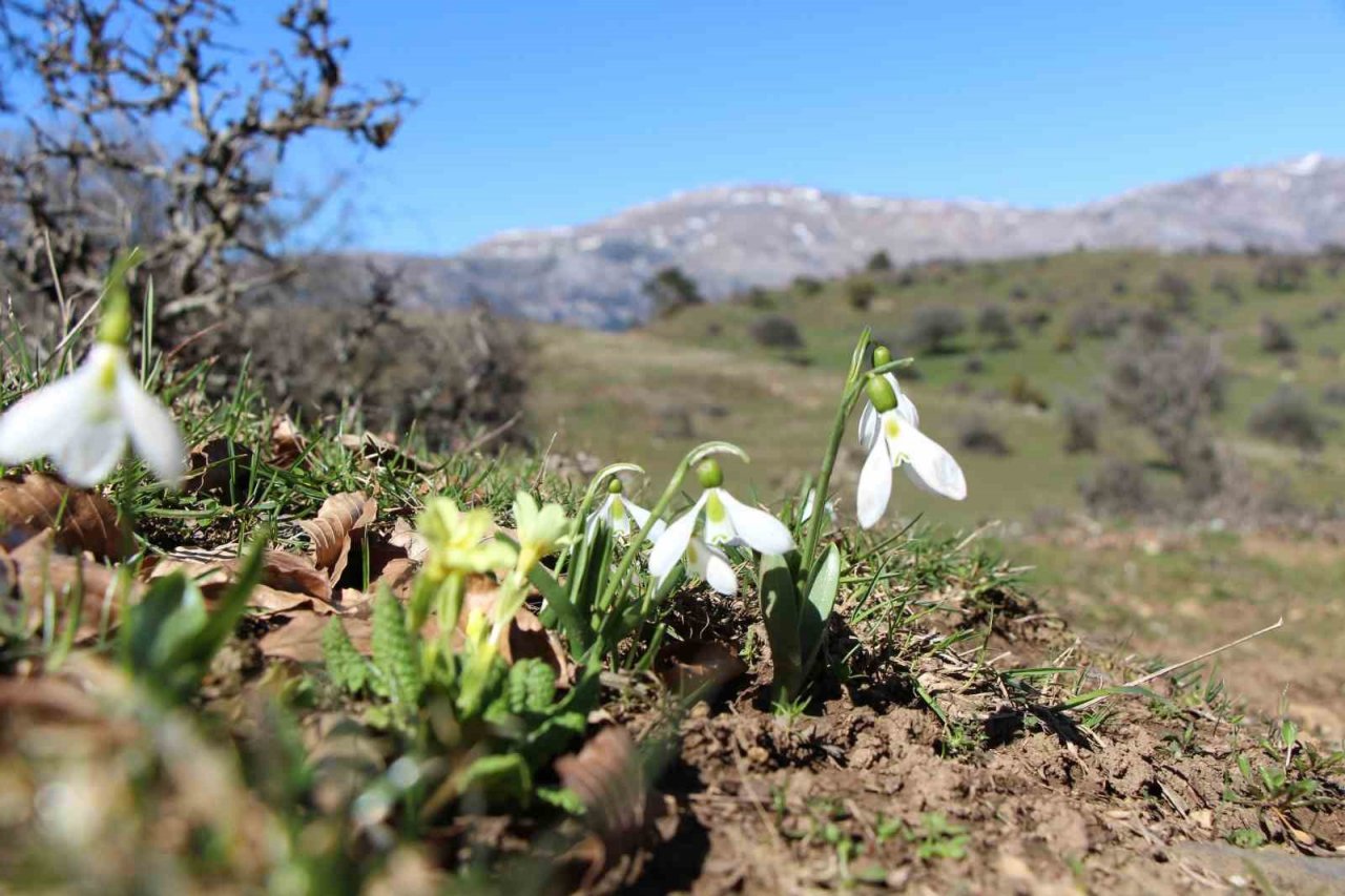 Akdağ’ın kardelenleri koruma altında: Cezası 244 bin TL