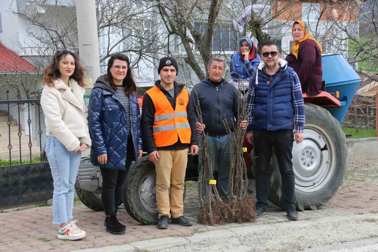 Atakum’da çiftçiye 1000 incir fidanı desteği