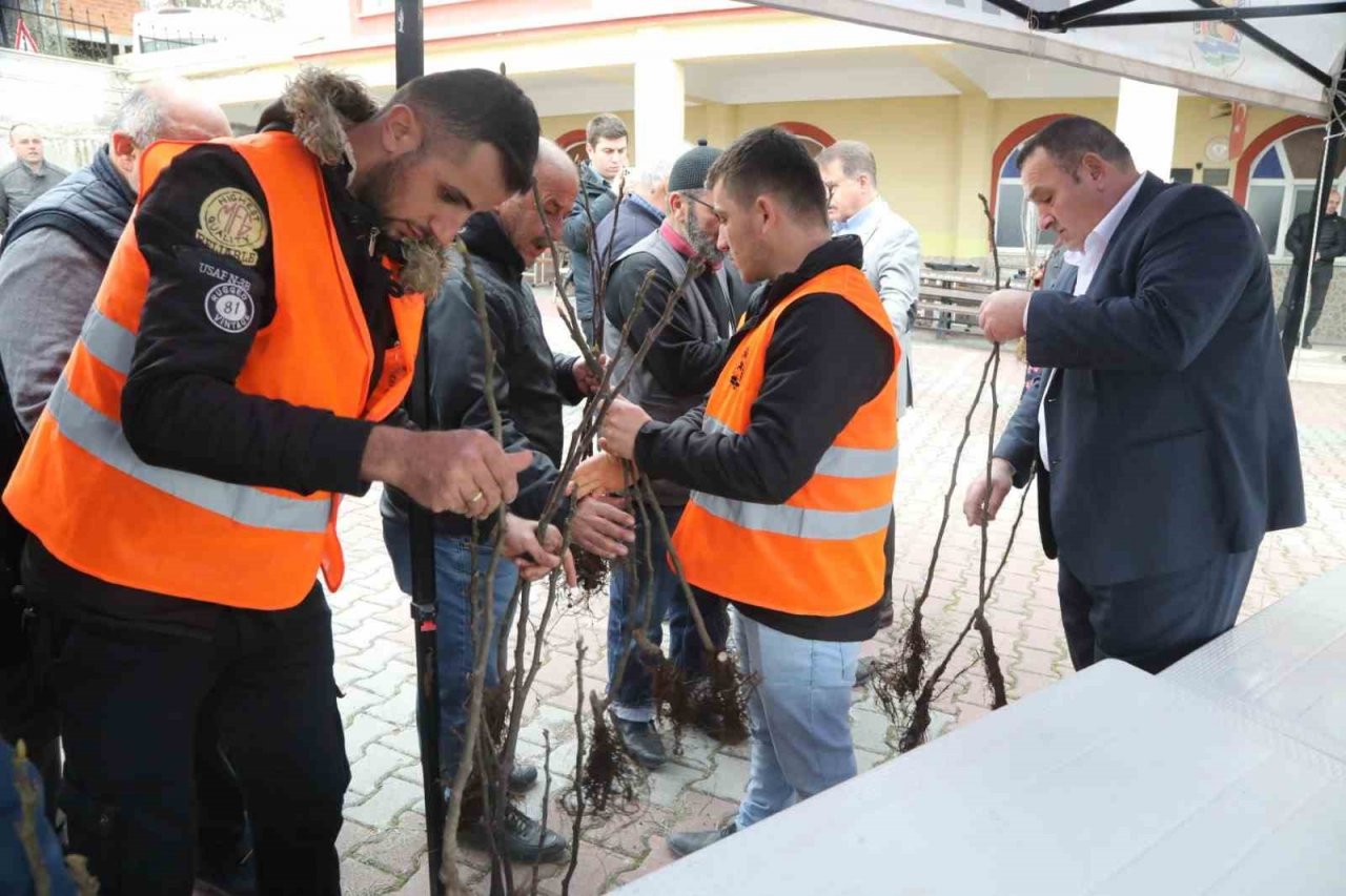 Atakum’da çiftçiye 1000 incir fidanı desteği