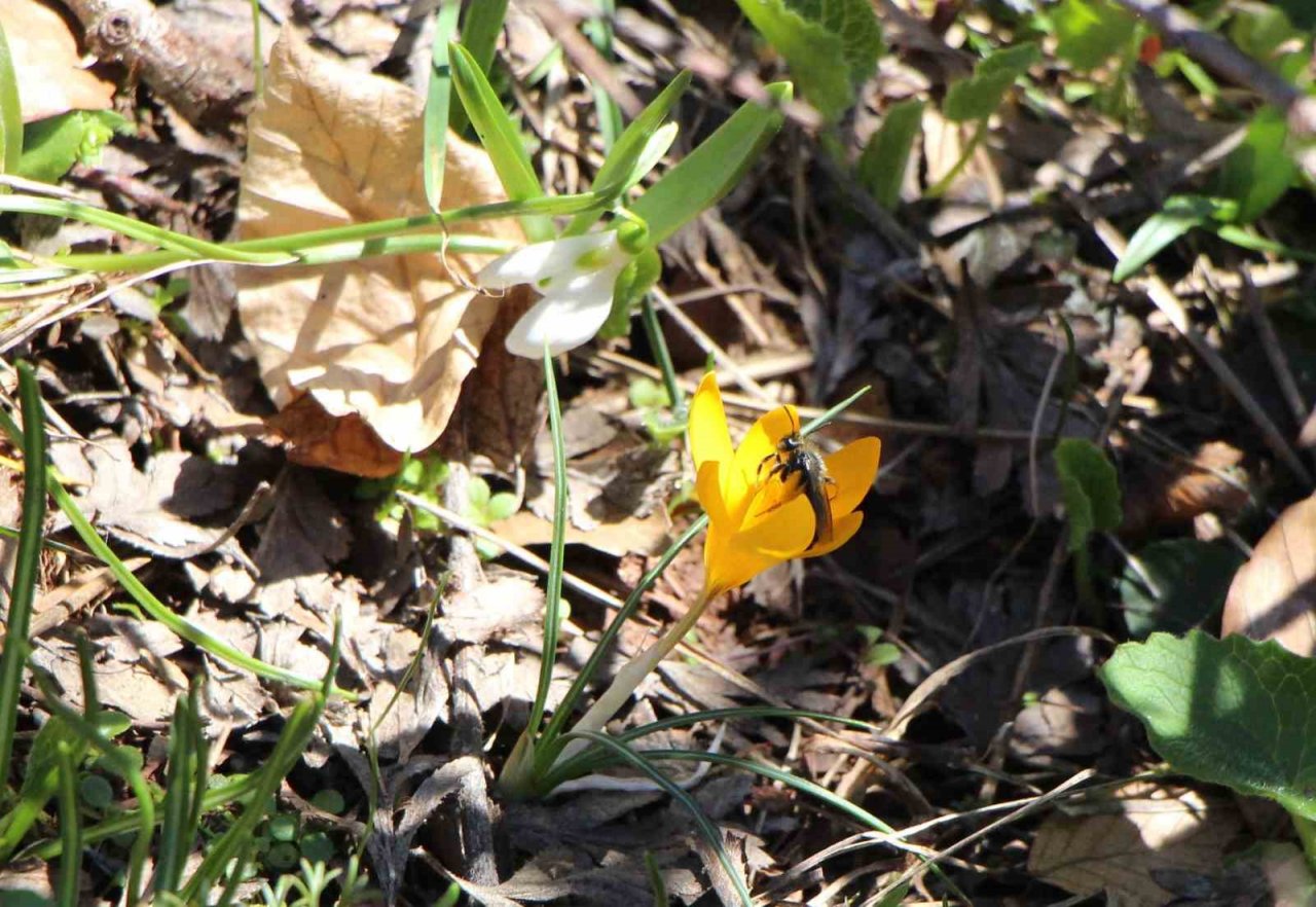Akdağ’ın kardelenleri koruma altında: Cezası 244 bin TL