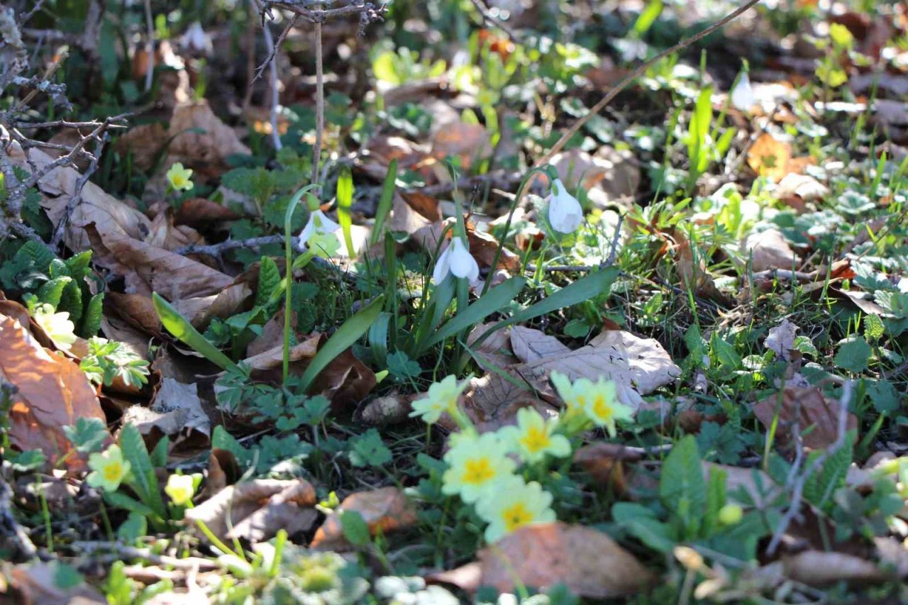 Akdağ’ın kardelenleri koruma altında: Cezası 244 bin TL