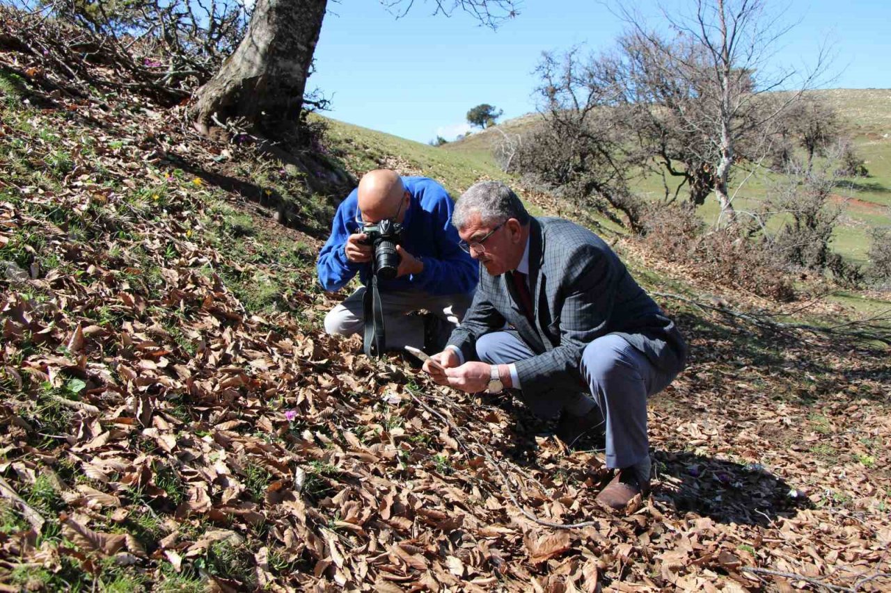 Akdağ’ın kardelenleri koruma altında: Cezası 244 bin TL