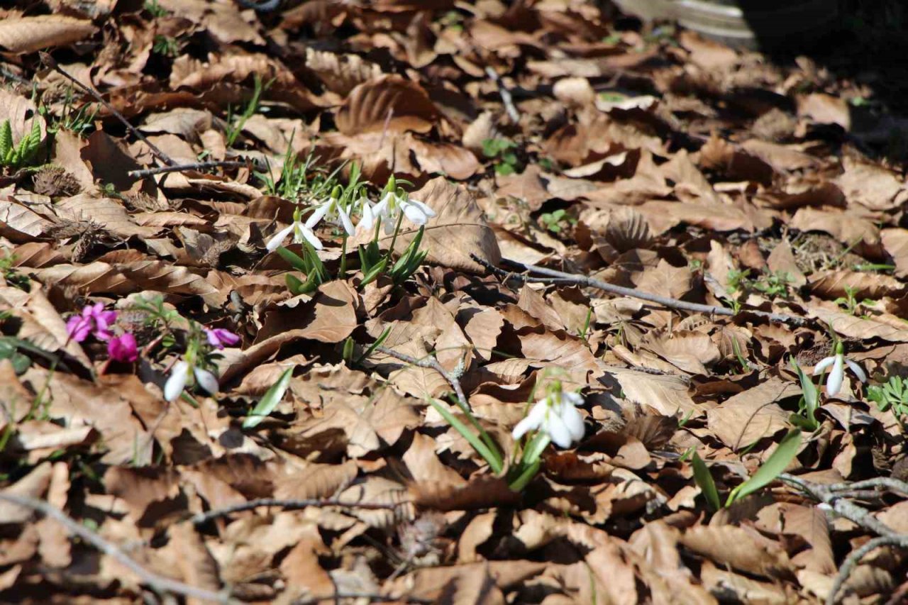 Akdağ’ın kardelenleri koruma altında: Cezası 244 bin TL