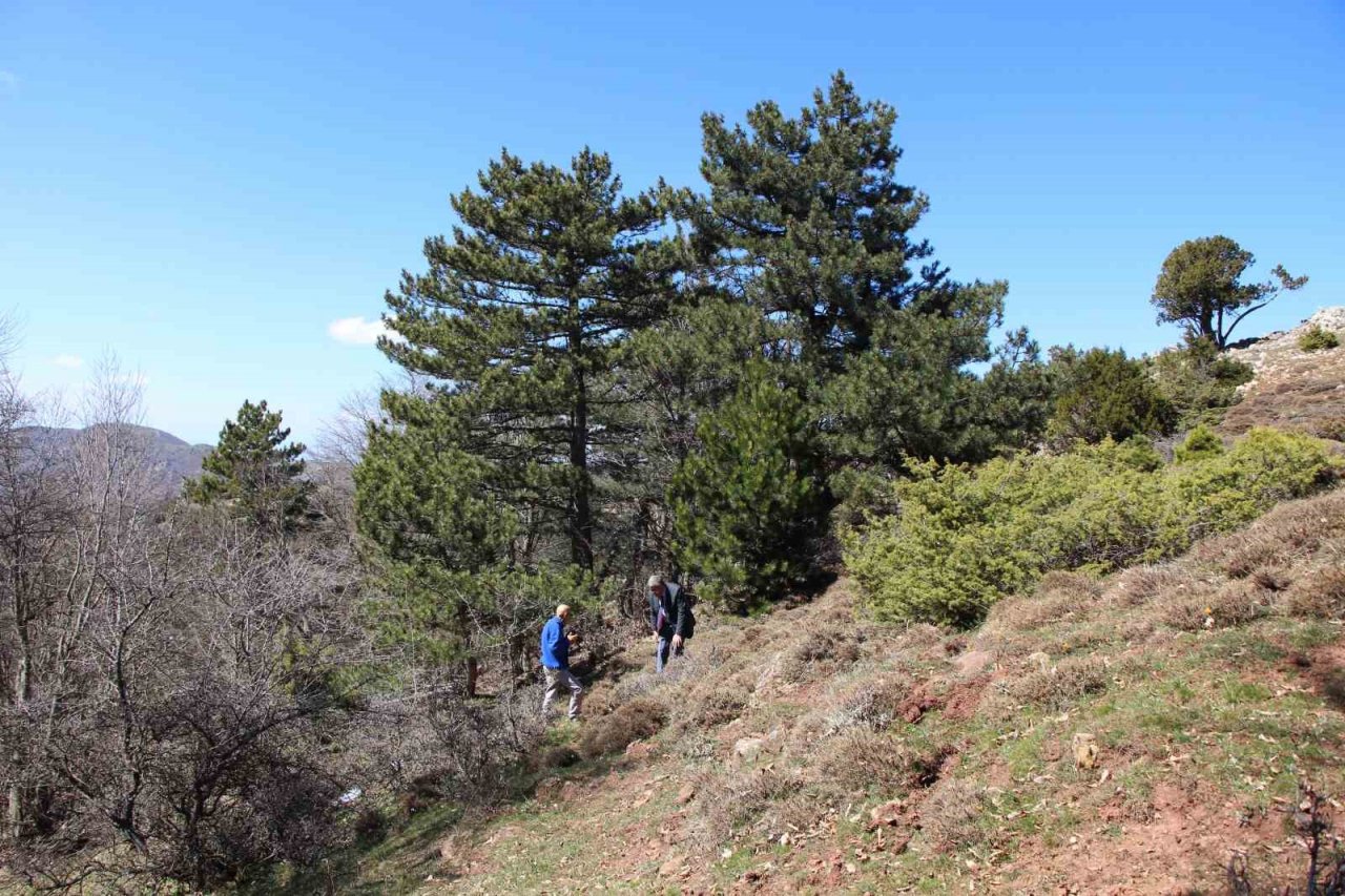Akdağ’ın kardelenleri koruma altında: Cezası 244 bin TL