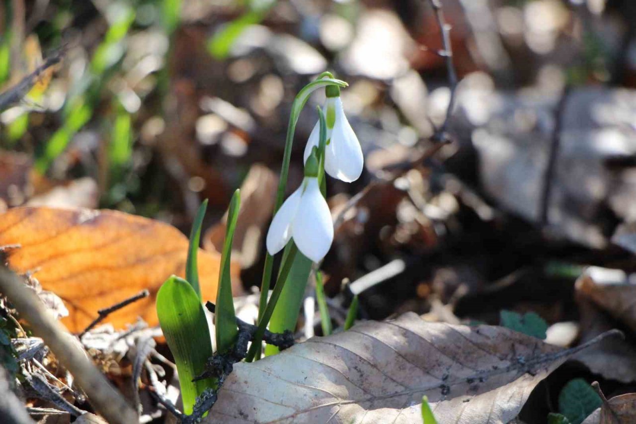 Akdağ’ın kardelenleri koruma altında: Cezası 244 bin TL