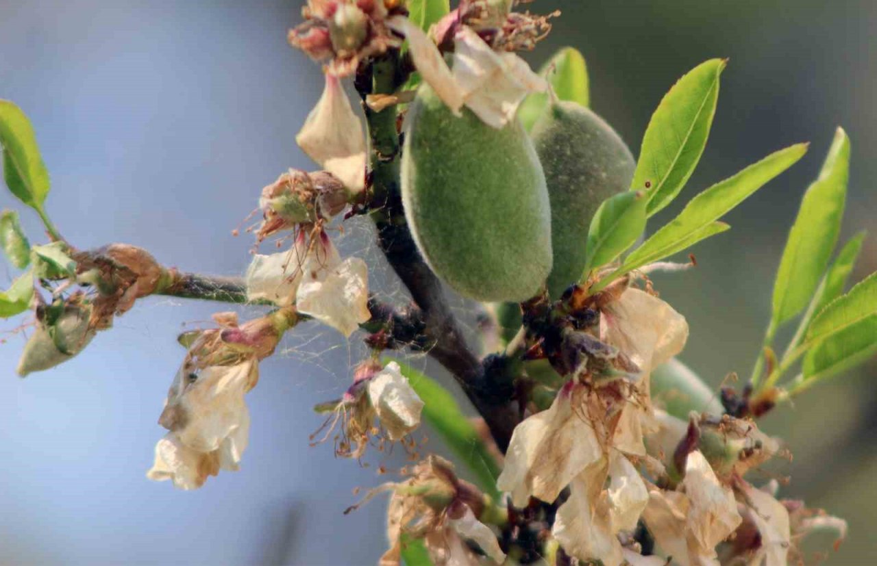 Çağla-bademi kilosu 100 liradan tezgaha indi