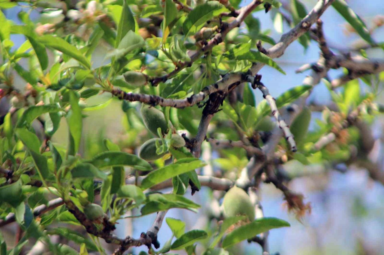 Çağla-bademi kilosu 100 liradan tezgaha indi