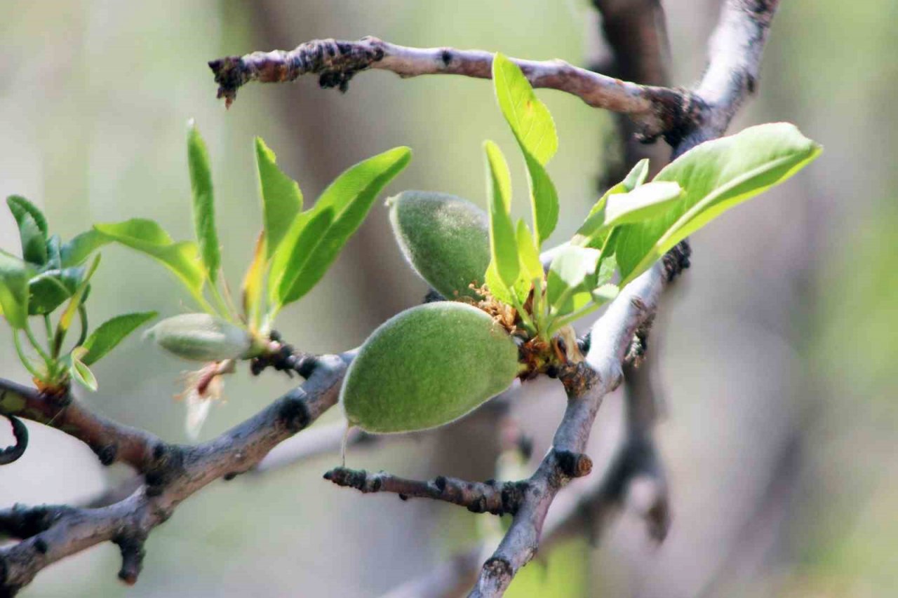 Çağla-bademi kilosu 100 liradan tezgaha indi