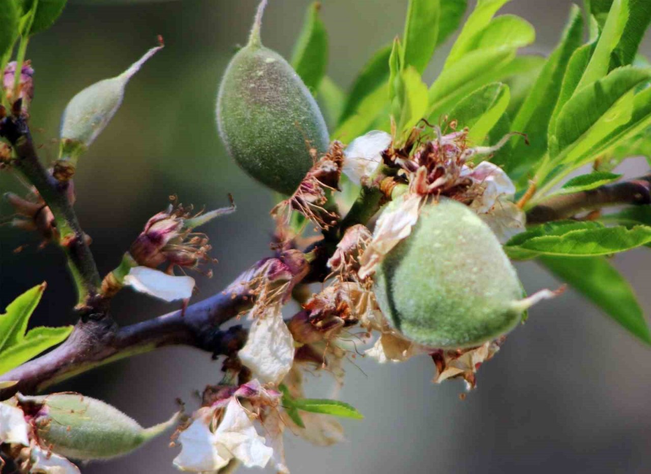 Çağla-bademi kilosu 100 liradan tezgaha indi