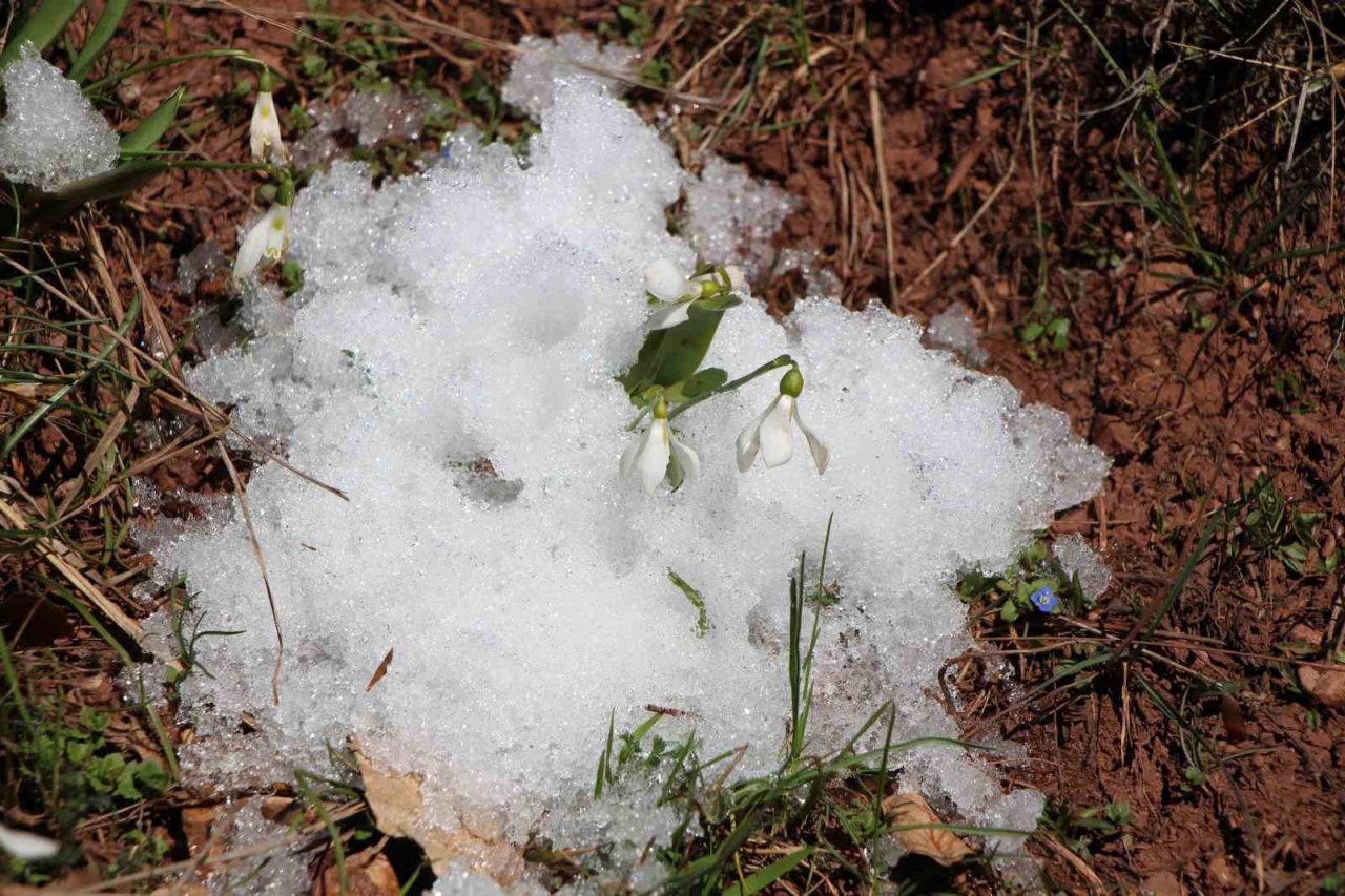 Akdağ’ın kardelenleri koruma altında: Cezası 244 bin TL