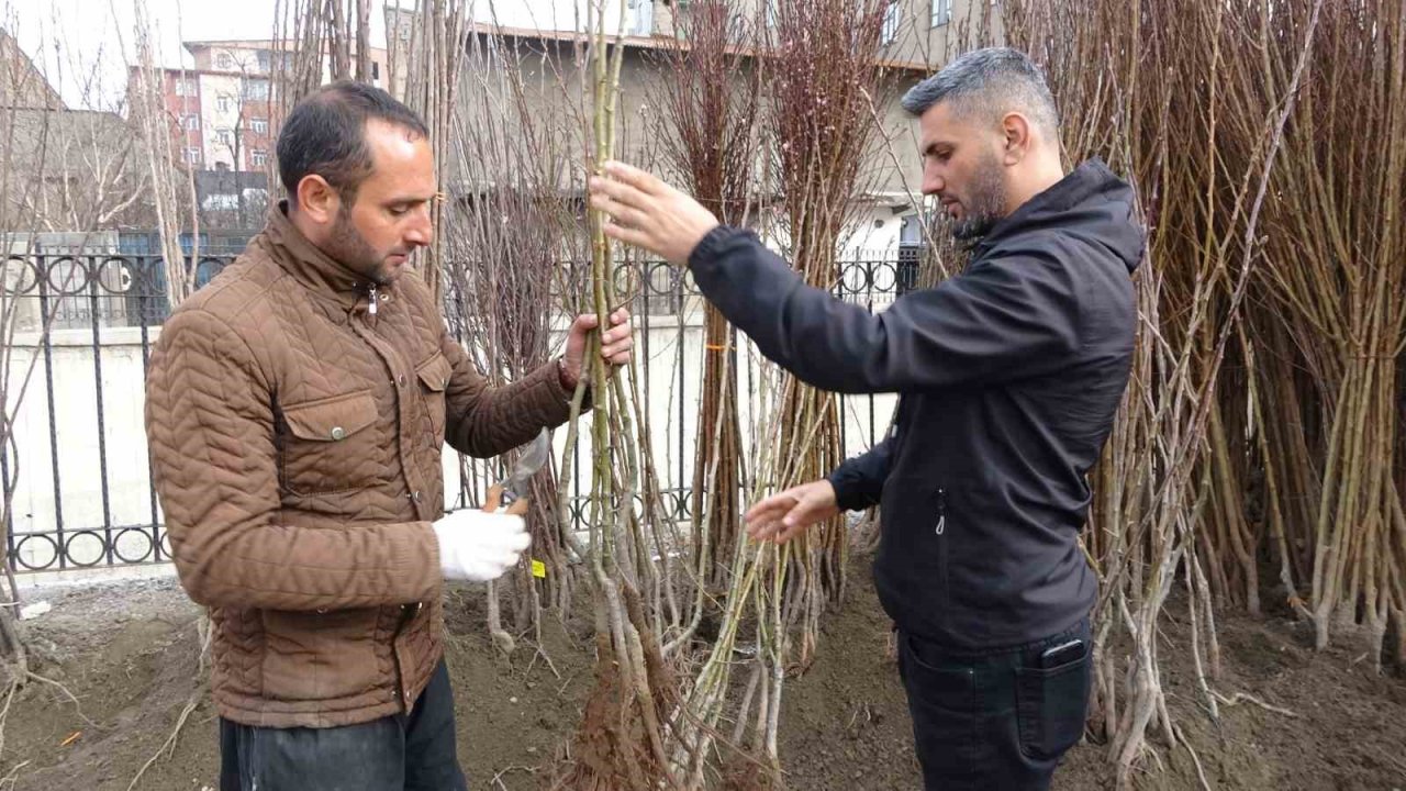 Havaların ısınmasıyla meyve fidanları da görücüye çıktı