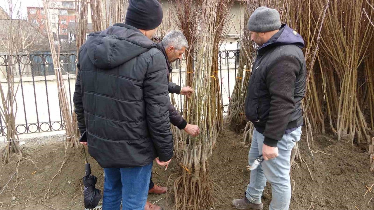 Havaların ısınmasıyla meyve fidanları da görücüye çıktı