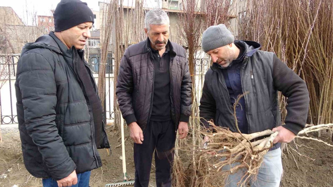 Havaların ısınmasıyla meyve fidanları da görücüye çıktı