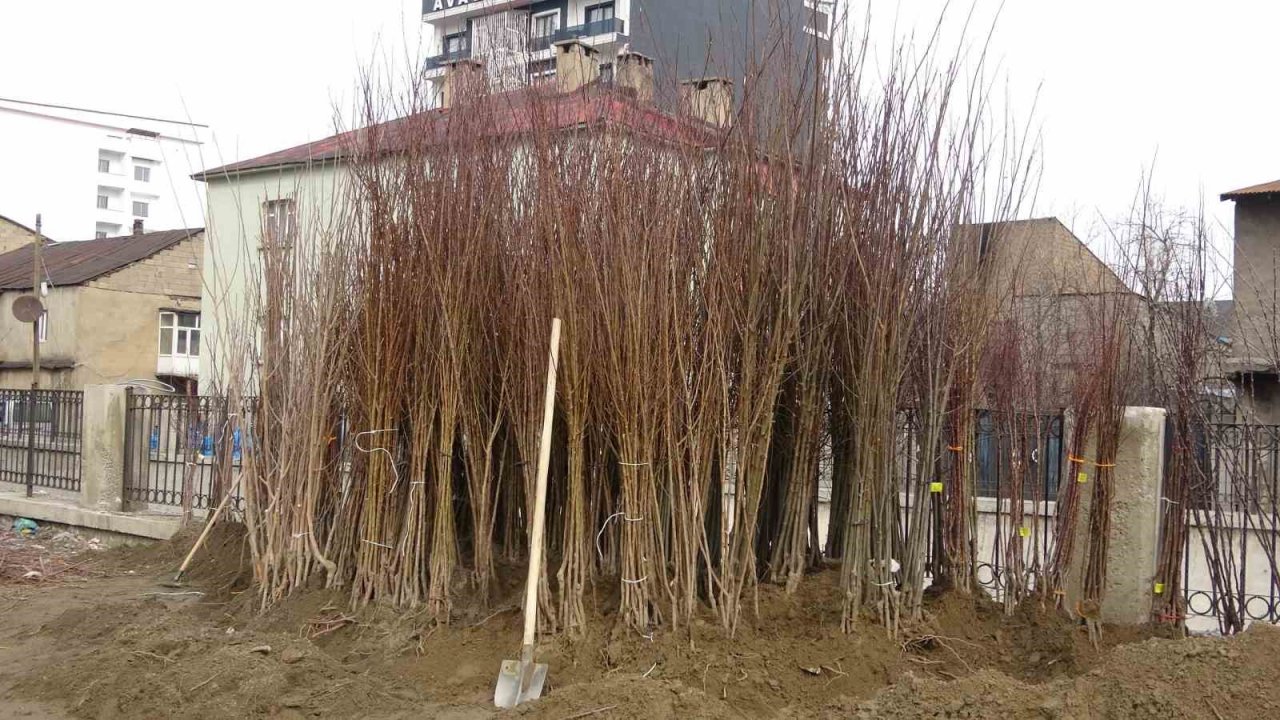Havaların ısınmasıyla meyve fidanları da görücüye çıktı