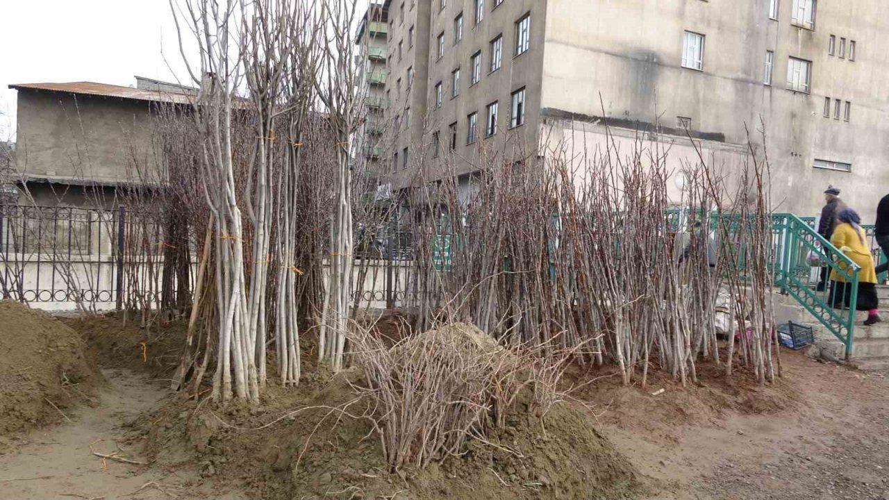 Havaların ısınmasıyla meyve fidanları da görücüye çıktı