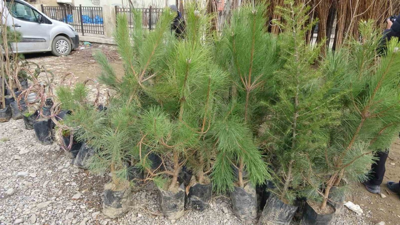 Havaların ısınmasıyla meyve fidanları da görücüye çıktı