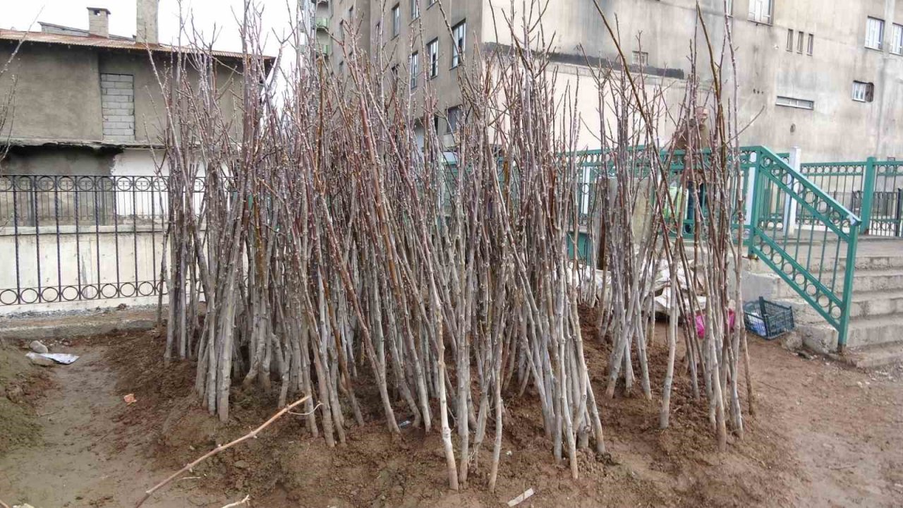 Havaların ısınmasıyla meyve fidanları da görücüye çıktı