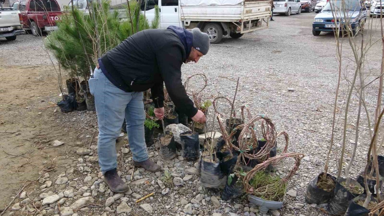Havaların ısınmasıyla meyve fidanları da görücüye çıktı