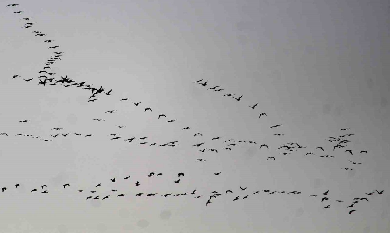 Depremin vurduğu Hatay’da göç eden turnalardan görsel şölen