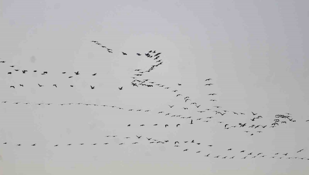 Depremin vurduğu Hatay’da göç eden turnalardan görsel şölen