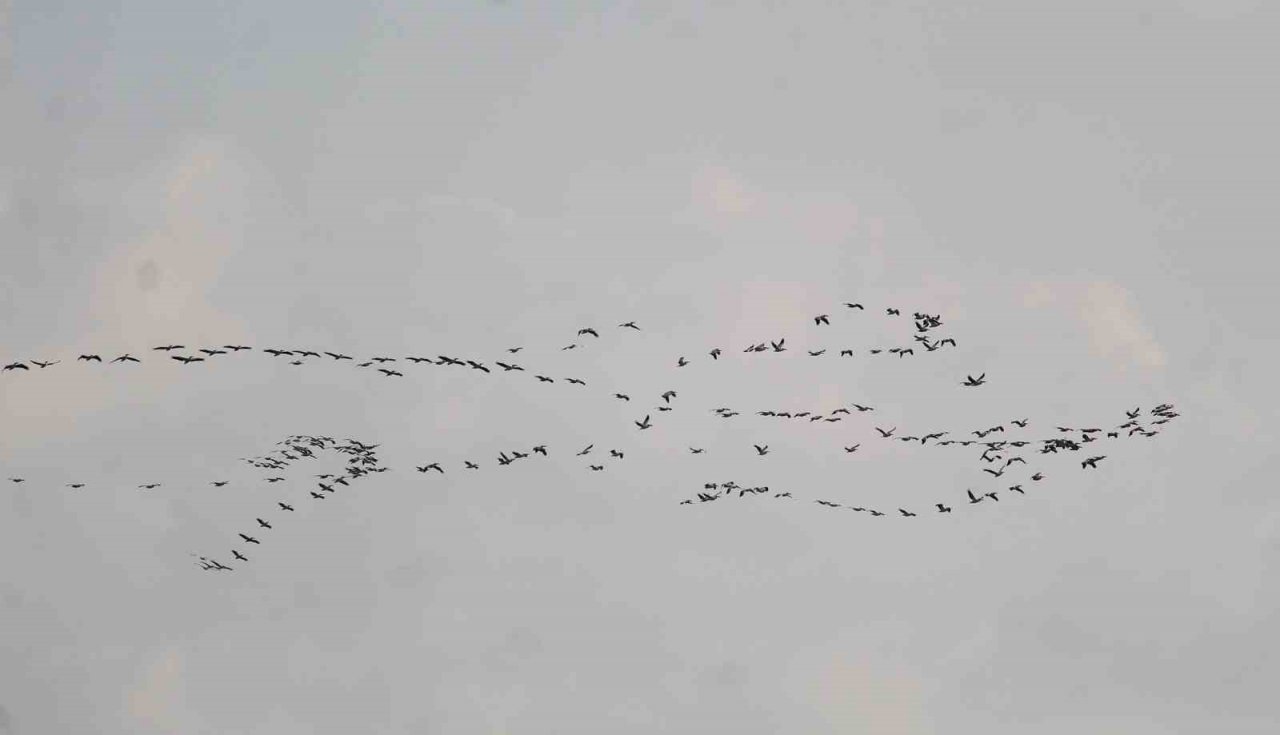 Depremin vurduğu Hatay’da göç eden turnalardan görsel şölen