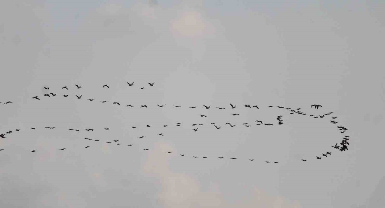 Depremin vurduğu Hatay’da göç eden turnalardan görsel şölen
