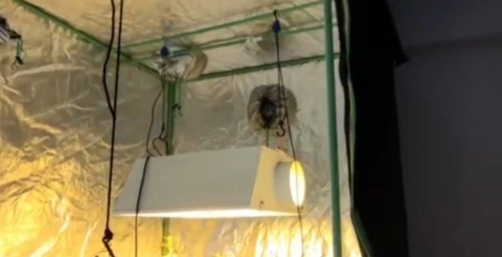 Evinde çadır kurup uyuşturucu yetiştirmiş