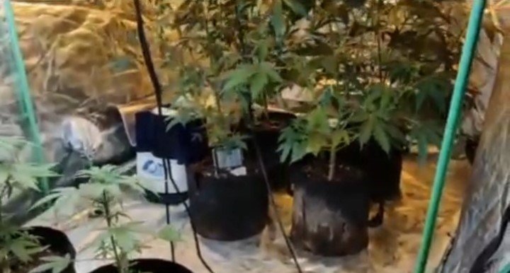 Evinde çadır kurup uyuşturucu yetiştirmiş