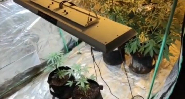 Evinde çadır kurup uyuşturucu yetiştirmiş