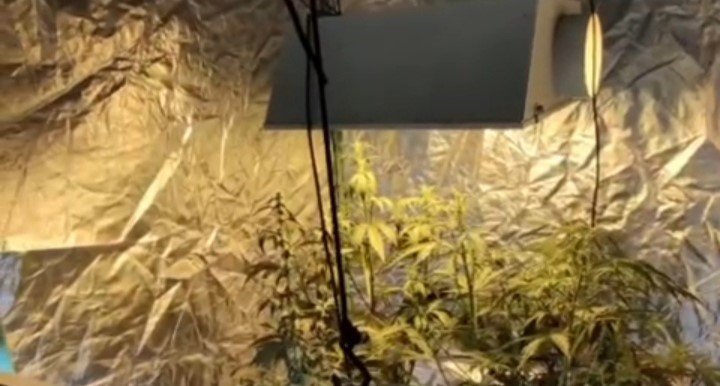 Evinde çadır kurup uyuşturucu yetiştirmiş