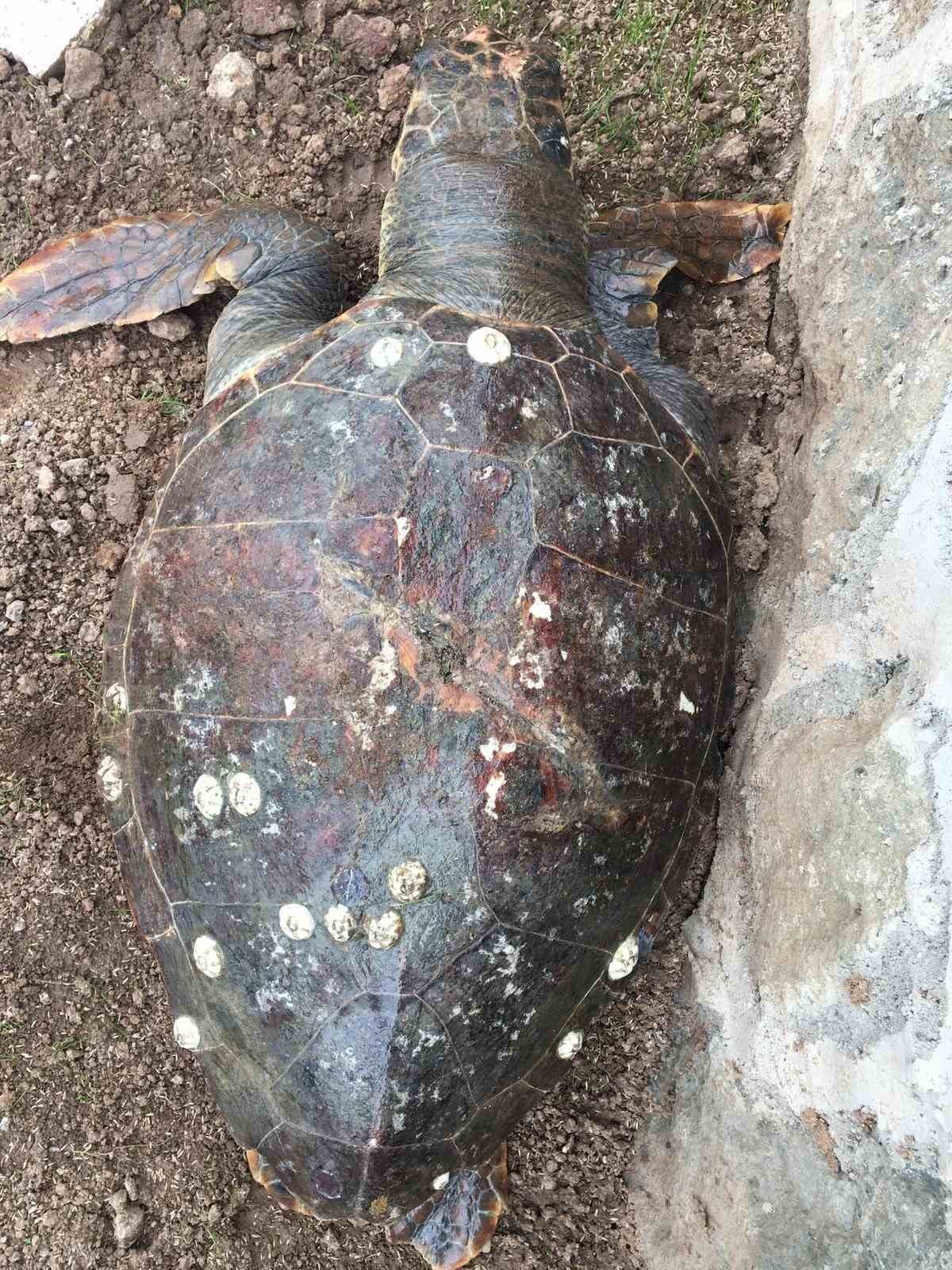 Sayısı gittikçe azalıyor: 100 kiloluk deniz kaplumbağası kıyıya vurdu