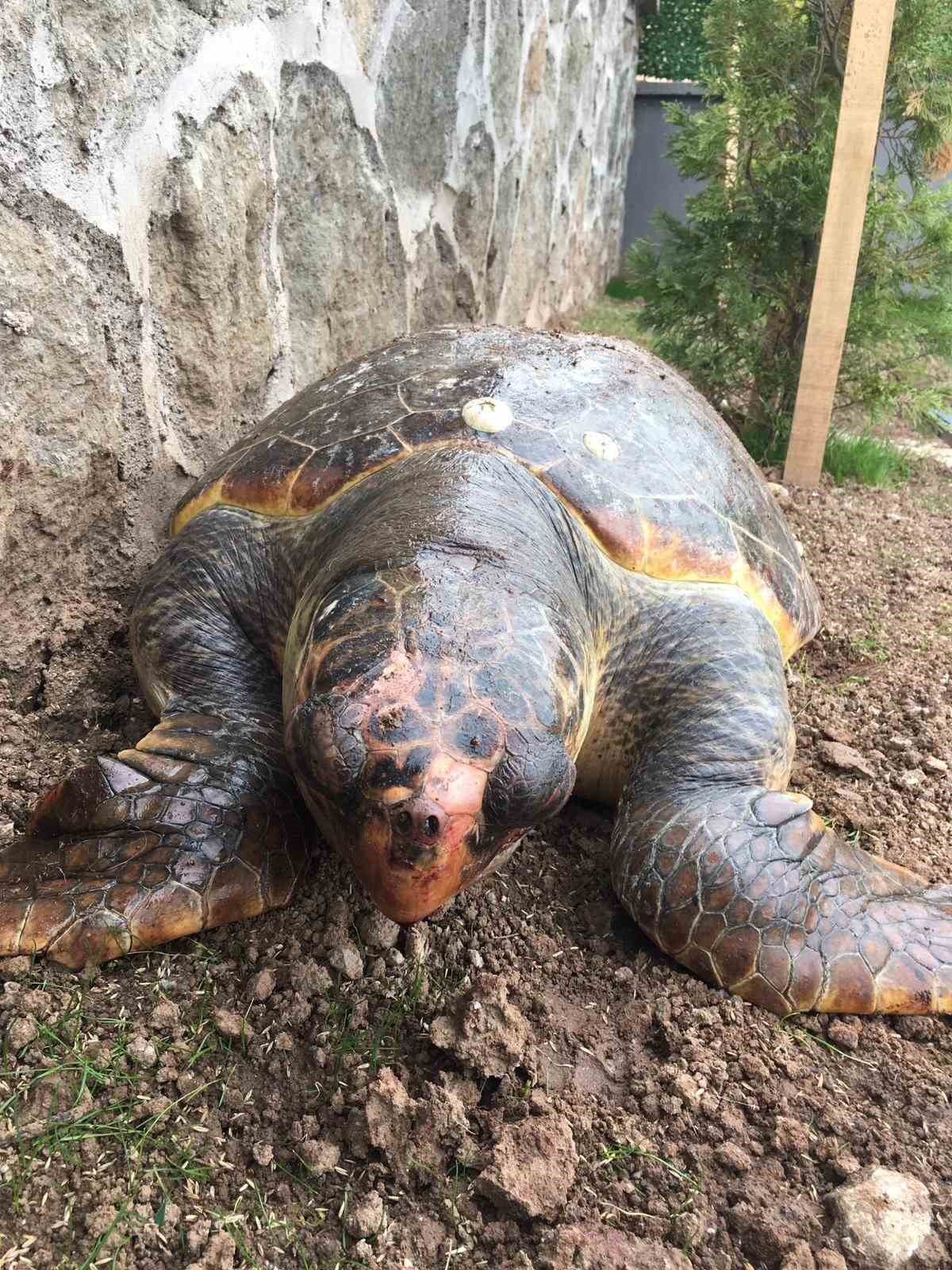 Sayısı gittikçe azalıyor: 100 kiloluk deniz kaplumbağası kıyıya vurdu